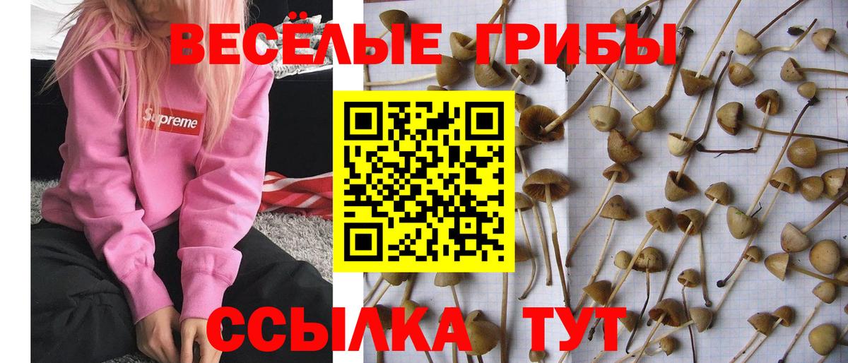 Псилоцибиновые грибы мухоморы  Вход с VPN  Псилоцибиновые грибы Psilocybine cubensis  Тулун 